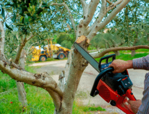tree cutting services