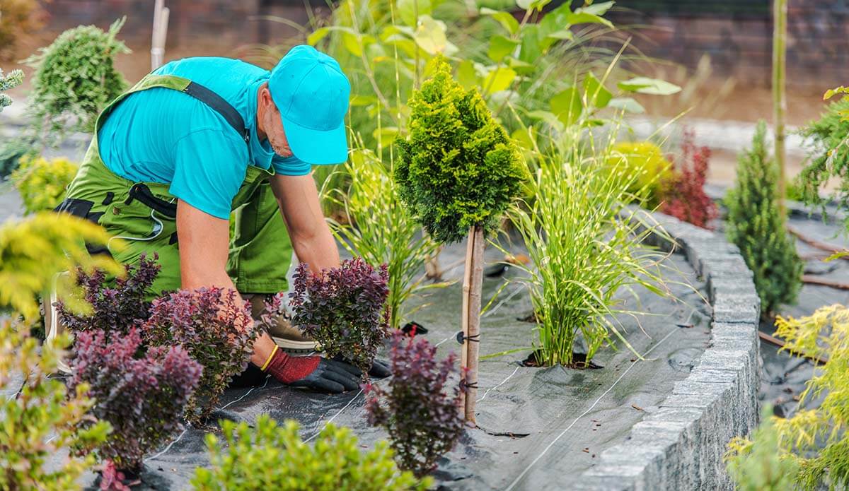 Professional Landscape Services to Enhance Curb Appeal